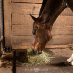 From The Experts: The Basics of Equine Gastric Ulcer Syndrome