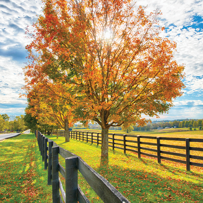 Establishing a New Horse Pasture