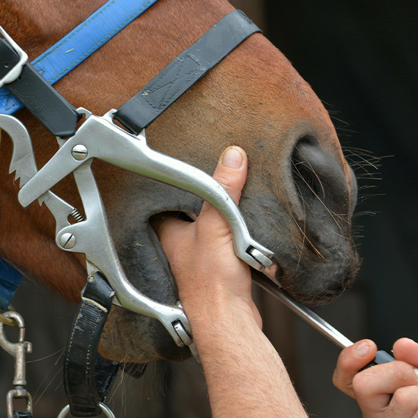The Silent Saboteur in Equestrian Excellence: Your Horse’s Dental Health