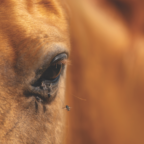 All the “Buzz” Around the Barn, Fly Management