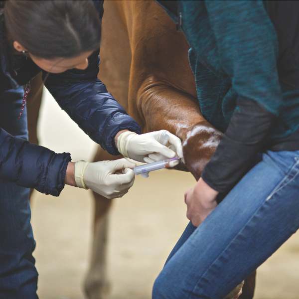 Outstanding Veterinary Impact Awards