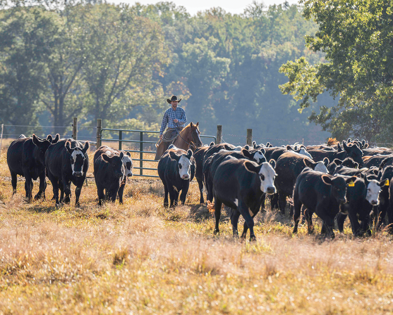 _A1P8417_Panther Creek Bulls 2022_SMJPG