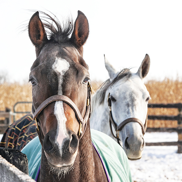 The Dos and Don’ts of Blanketing Horses