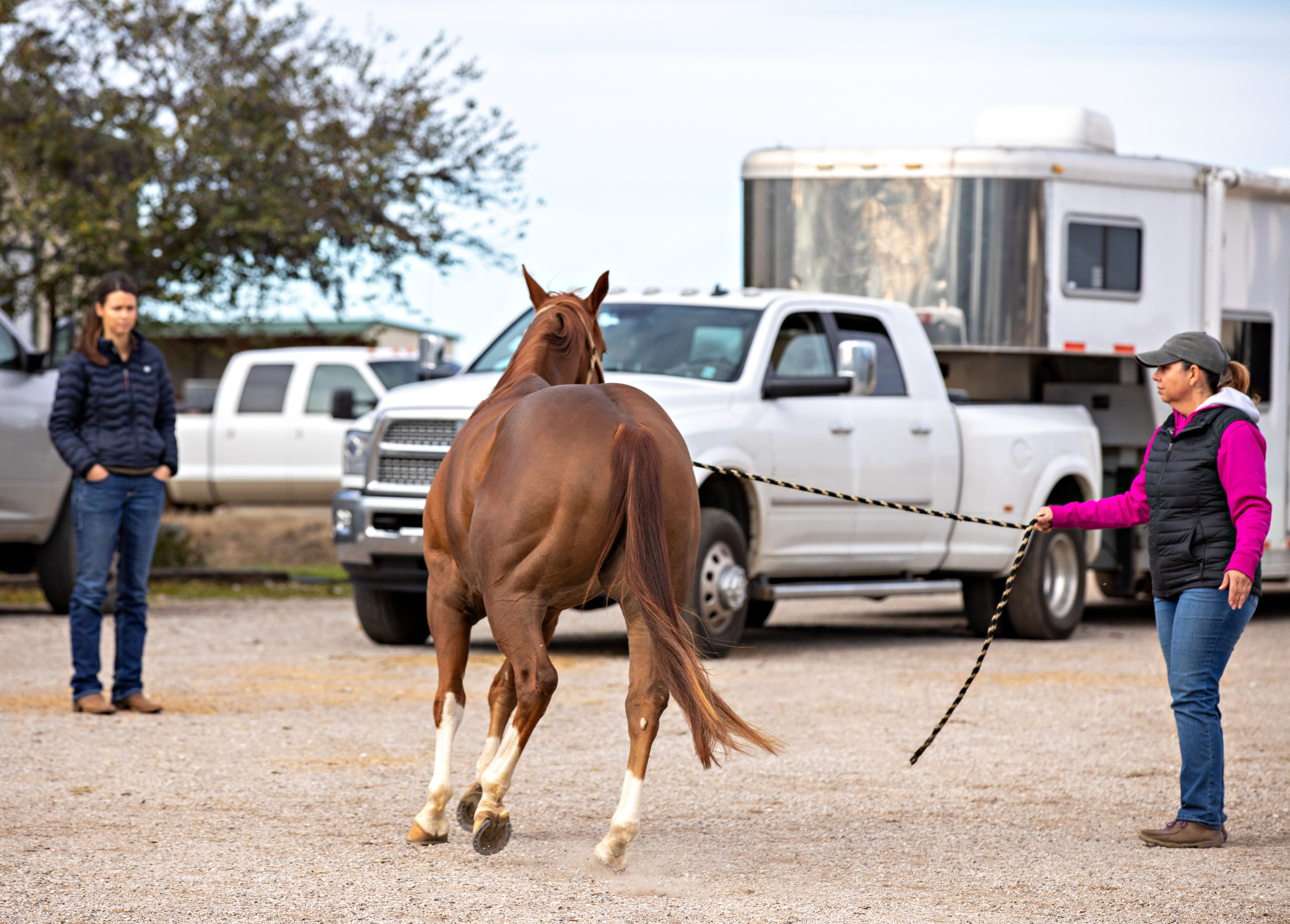 Topline Health: Understanding the Horse’s Back
