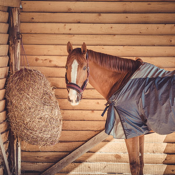 How Much Hay Does Your Horse Need