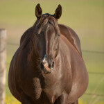 Breeding: Creating the Next Generation of Horses