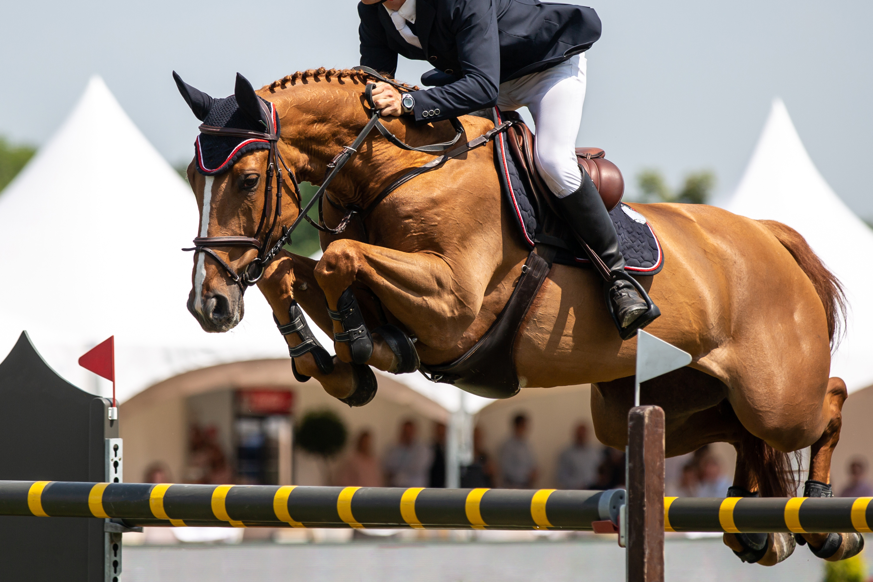 Enhancing Equine Health:  Understanding Serraquin ES15® for Pain Relief and Recovery