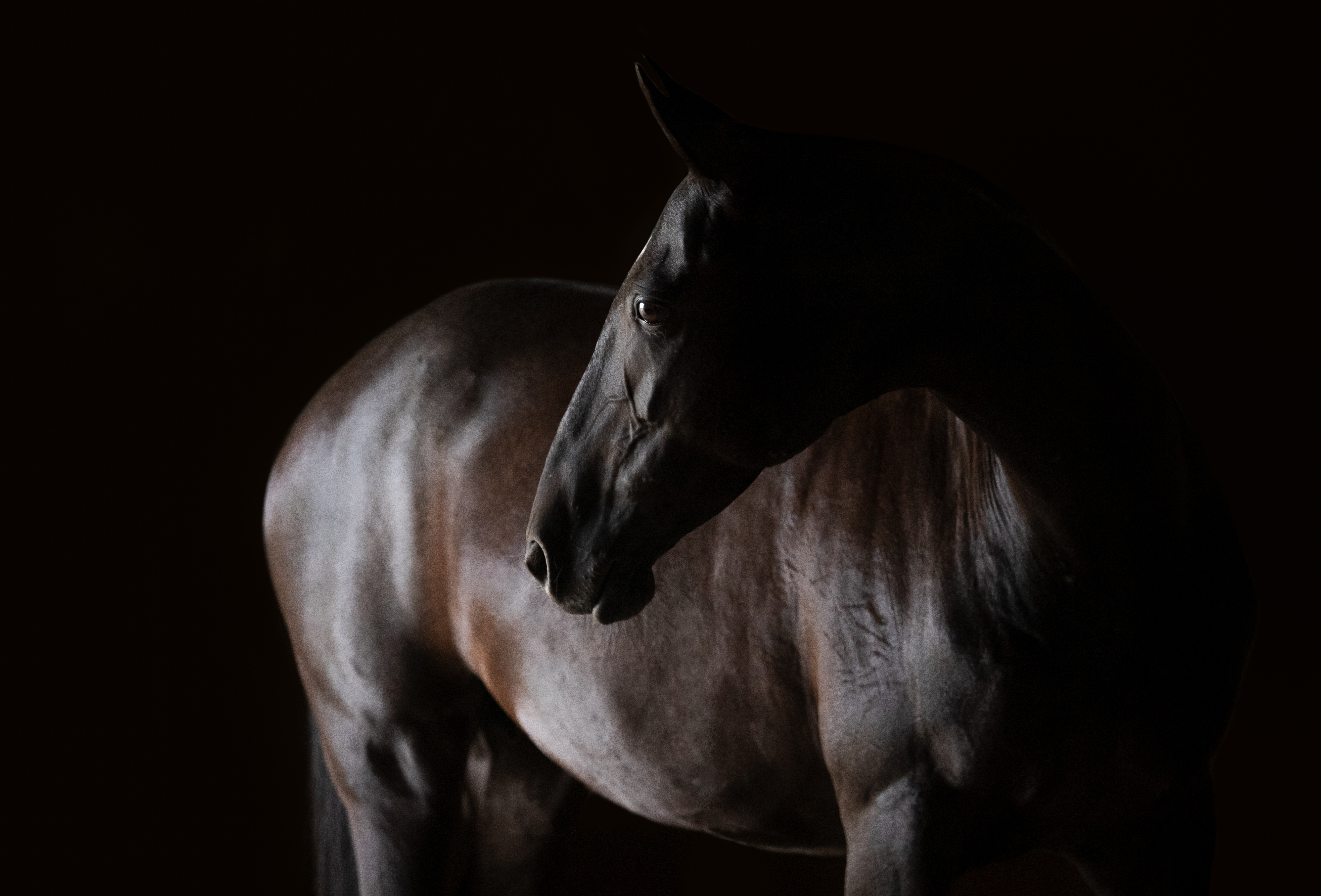 Equine Herpesvirus Outbreak Spreads Across Five States