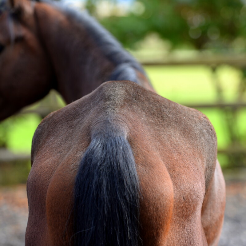 Stop White Muscle Disease: Essential Minerals for Horse Health