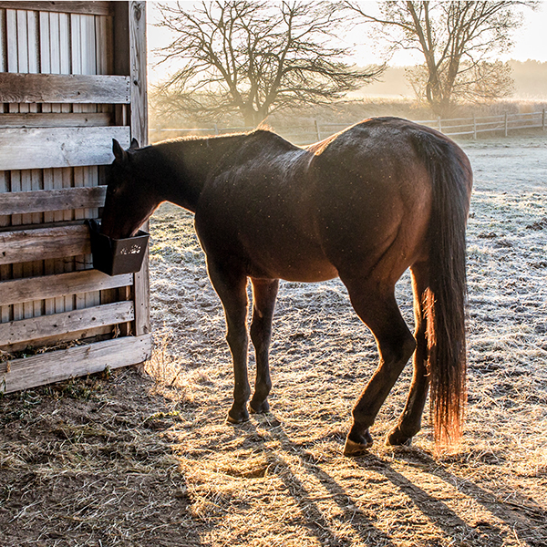 How to Manage a Horse Who Can No Longer Eat Hay