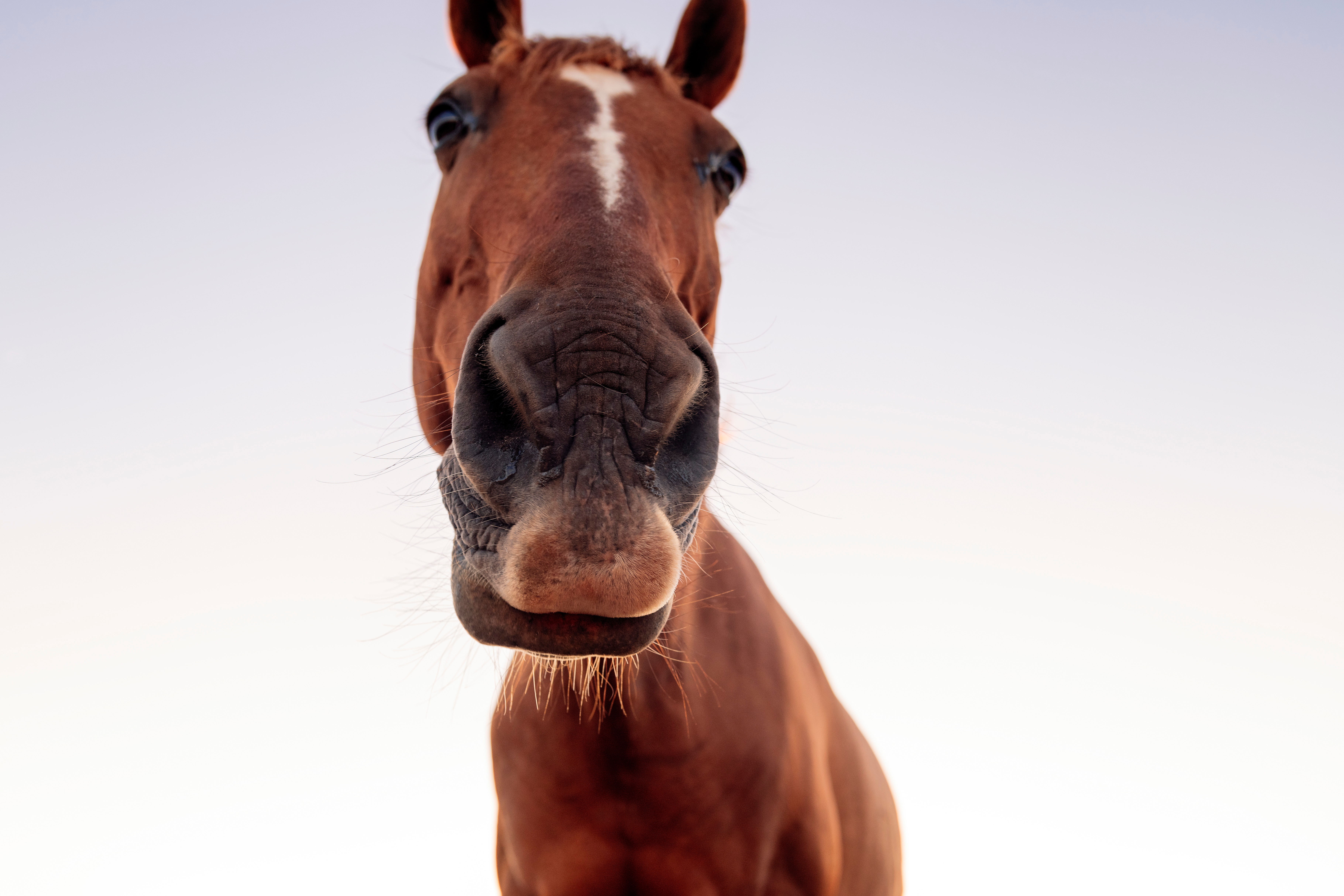 A Guide to Summer Horse Hydration