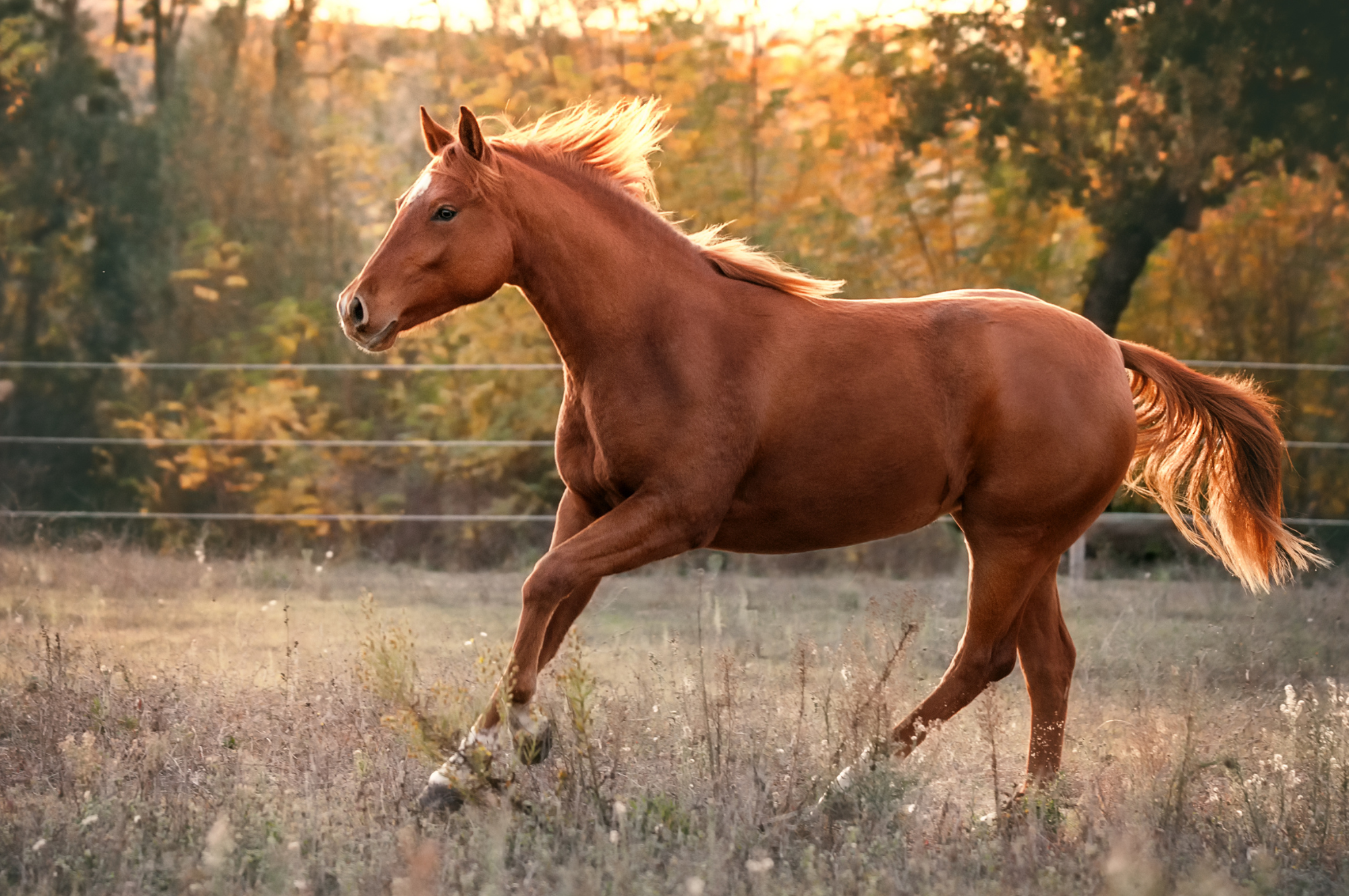 Best Horse Breeds for Beginners