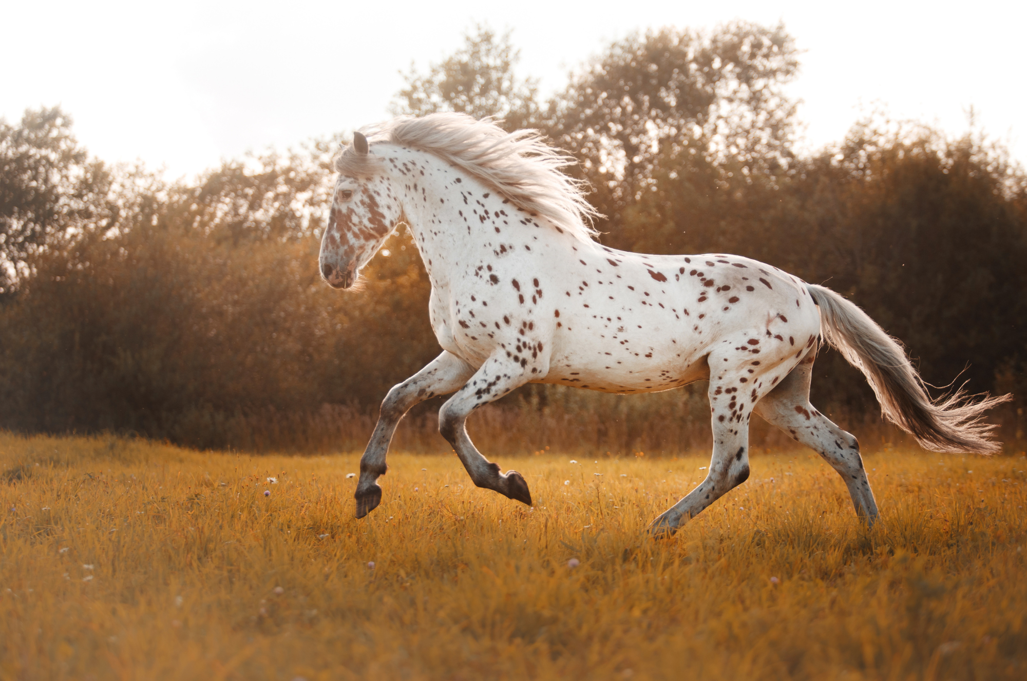 appaloosa-horse.png