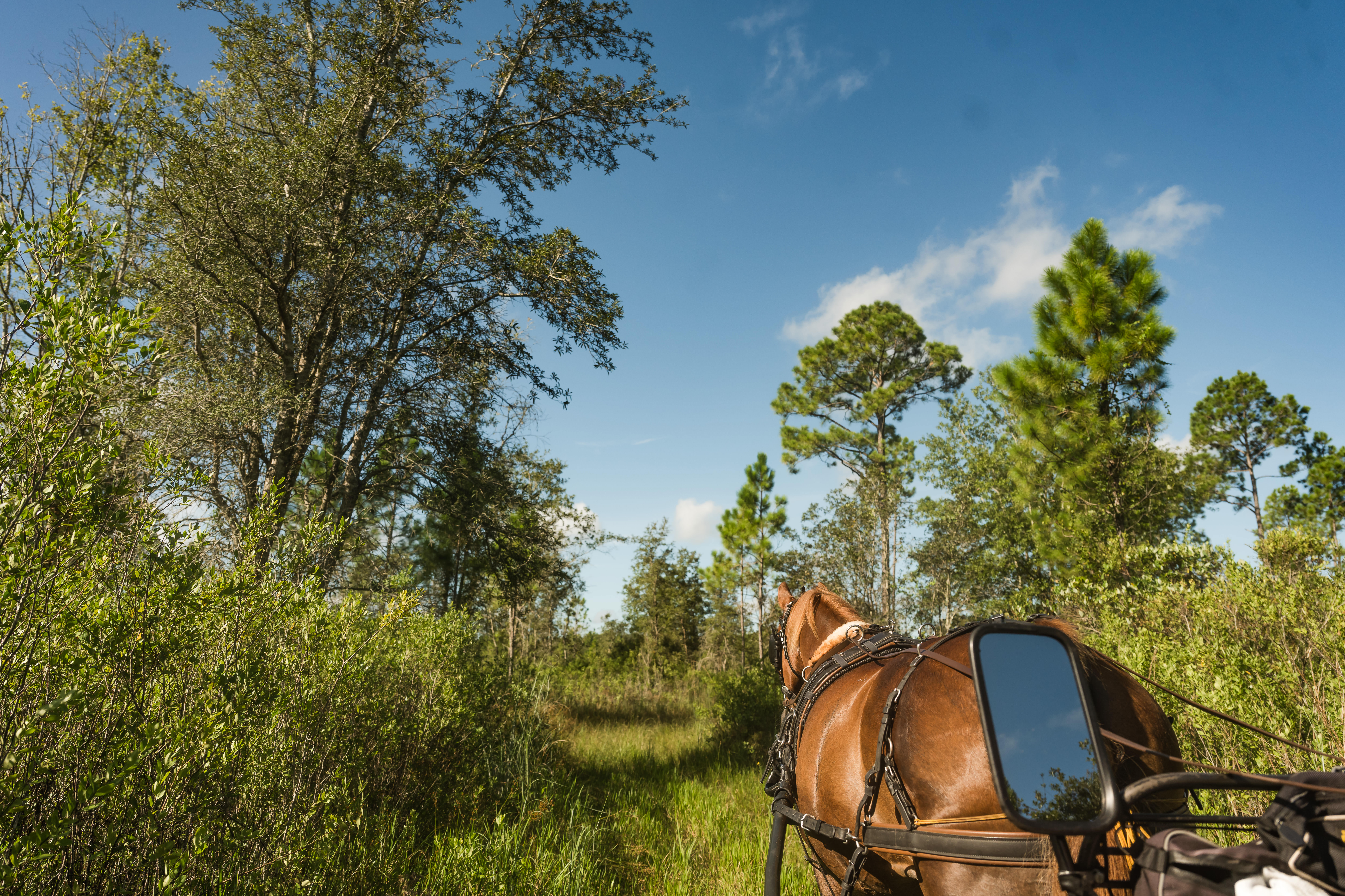 Copy of carriage driving in the goethe forest-www.angnorton.com-89-1
