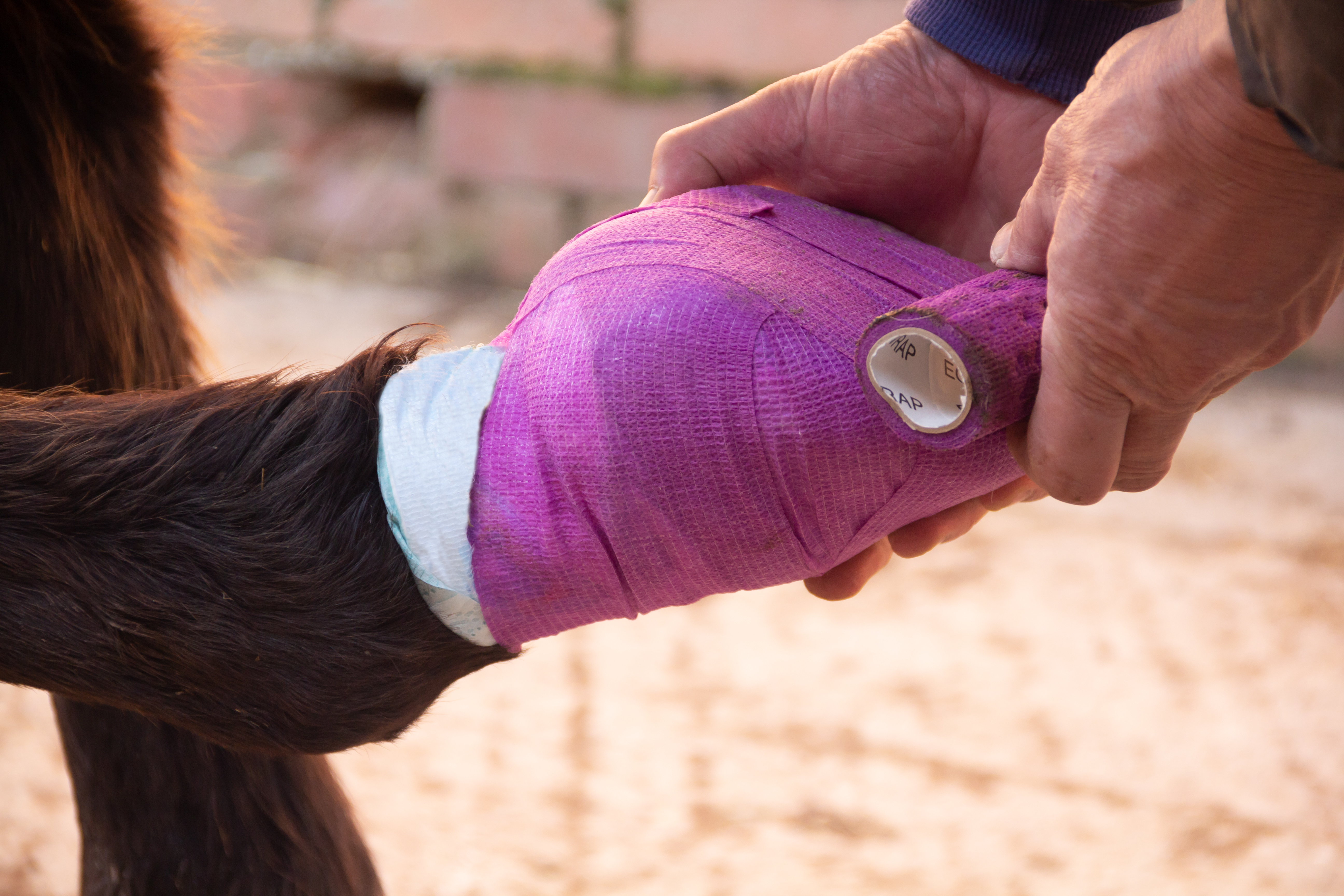 Equine Hoof Abscesses: Causes, Symptoms, Treatment, and Prevention