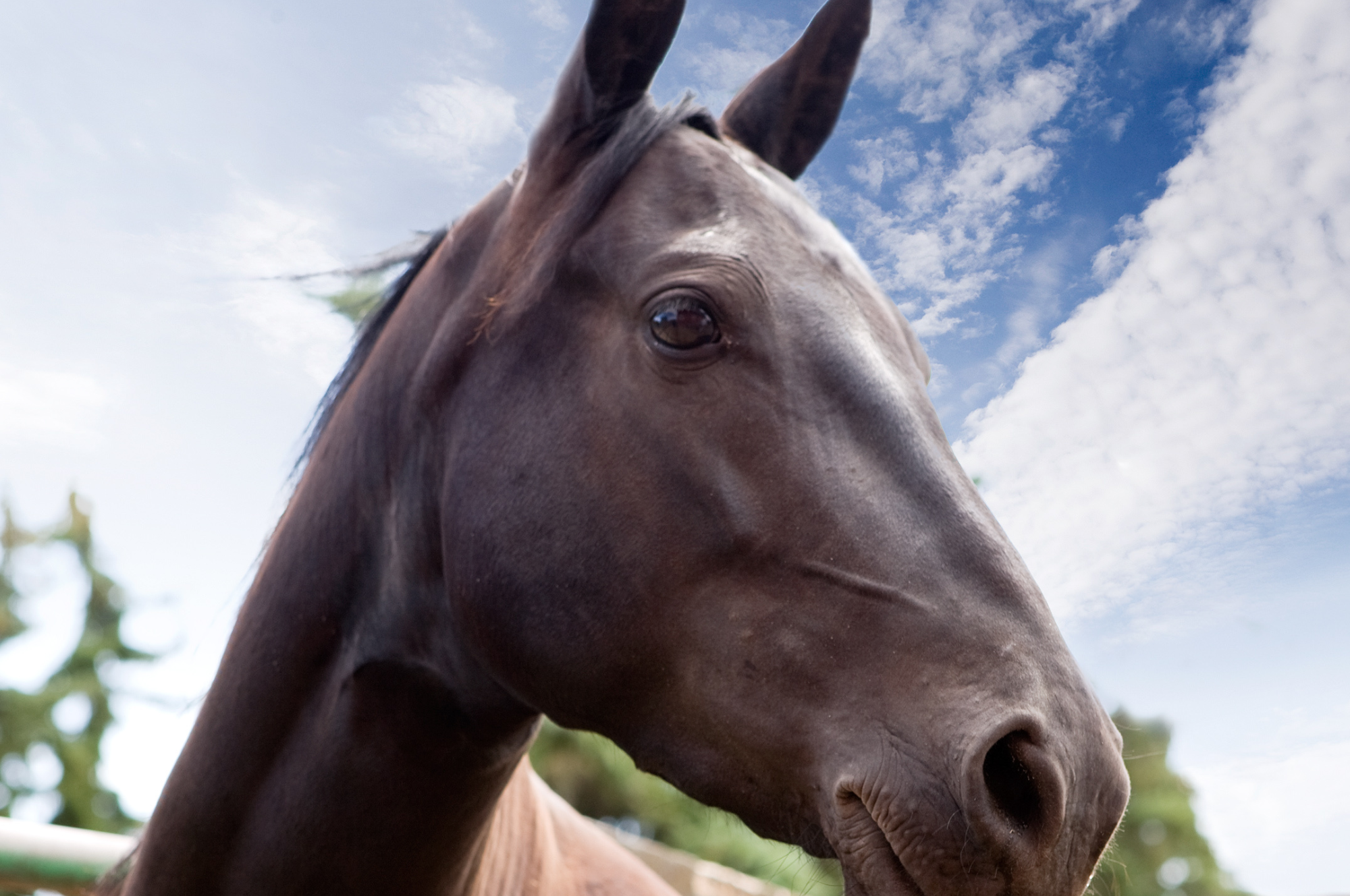 morgan-horse.png