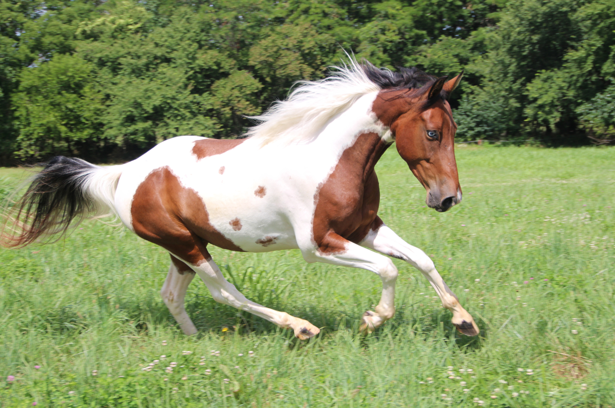 paint-horse.png
