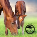 White Oak Farm: A Full Service Equine Reproduction Center