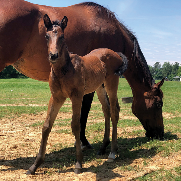 West Tennessee Pony Clubbers Launch Business to Help Thoroughbred Rescues and Horses in Need