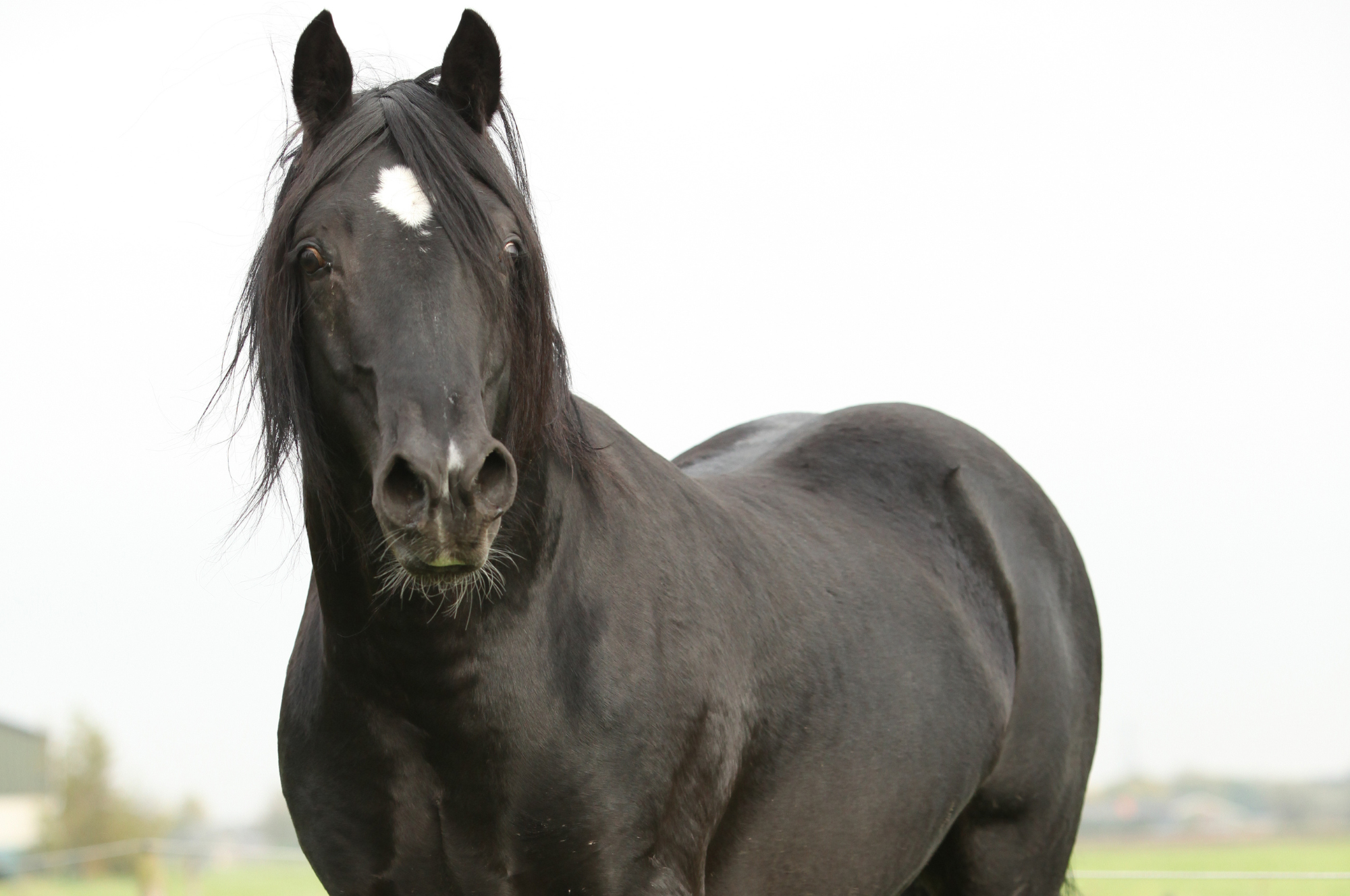 welsh-cob-horse.png