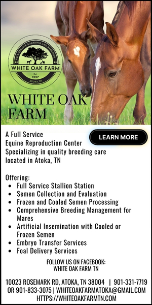 white oak top article
